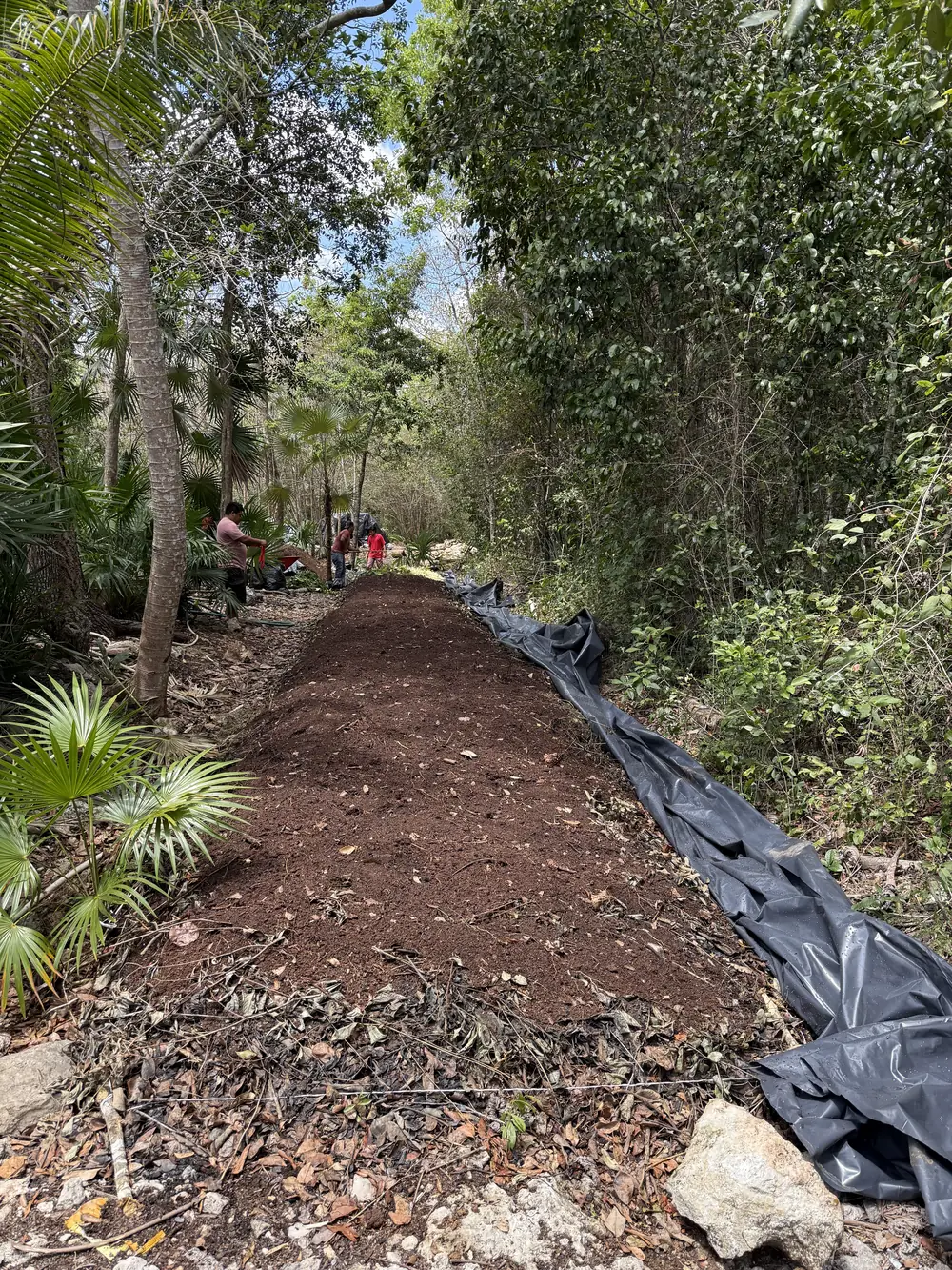 La pila de composta se aleja entre la selva, flanqueada por palmas