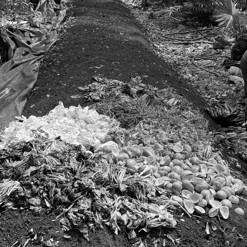 Composta en formacion: capas de verde, citricos y tierra