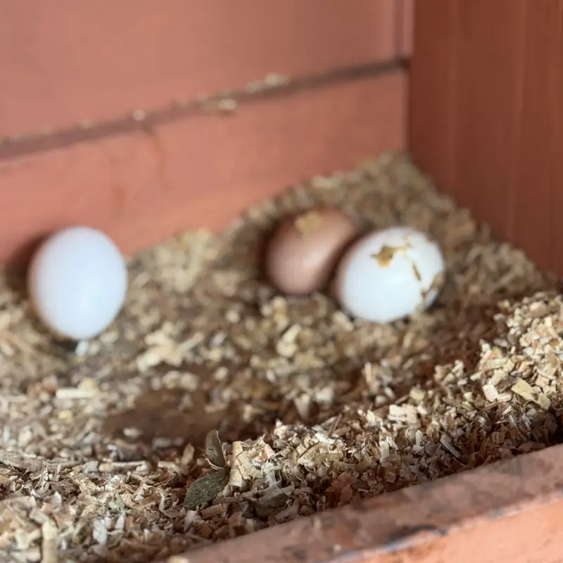 Tres huevos recien puestos sobre viruta, en el ponedero