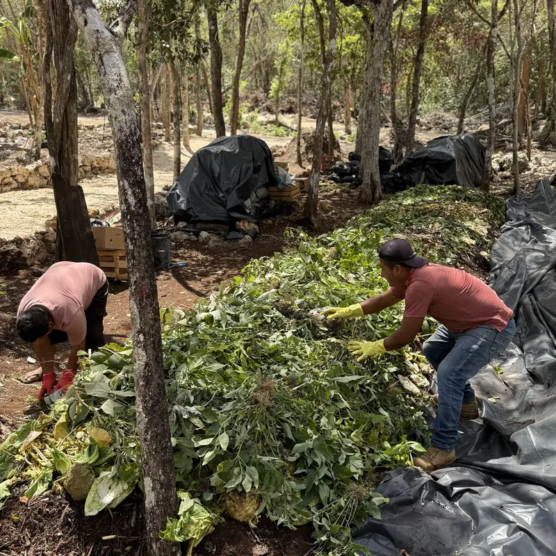 Trabajando la pila de composta a mano, bajo los arboles