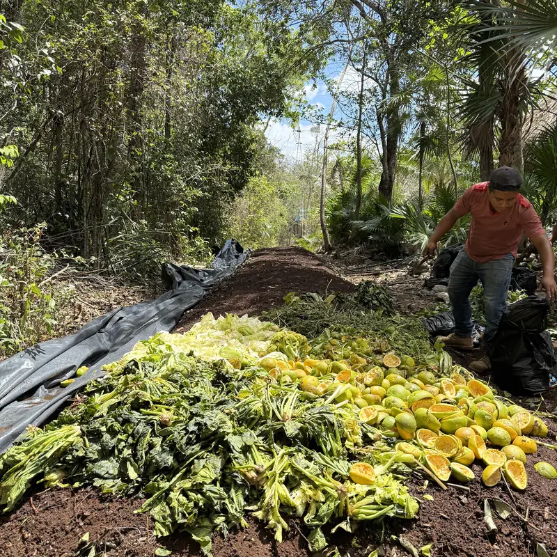 La selva del solar, entre palmas y arboles altos